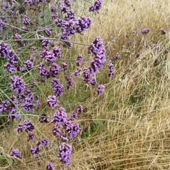 Verveine de Buenos Aires et canche cespiteuse en duo d'automne