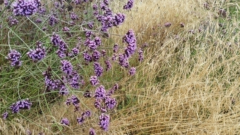 Verveine de Buenos Aires et canche cespiteuse en duo d'automne