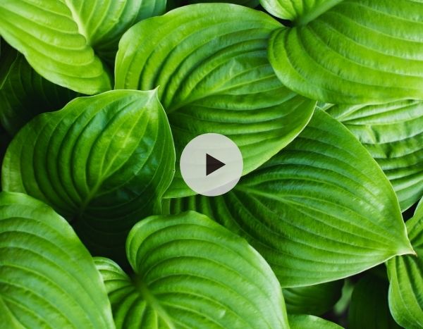 Transplanter et diviser des Hostas