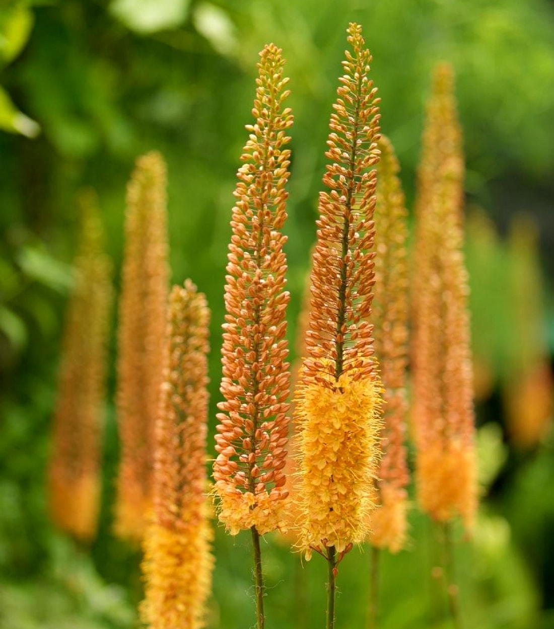 Eremurus x isabellinus 'Pinokkio'