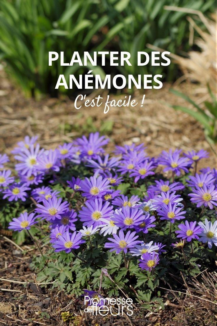 planter des anémones