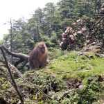 Expédition botanique en Chine (Sichuan), à la recherche de nouvelles variétés - Partie 2