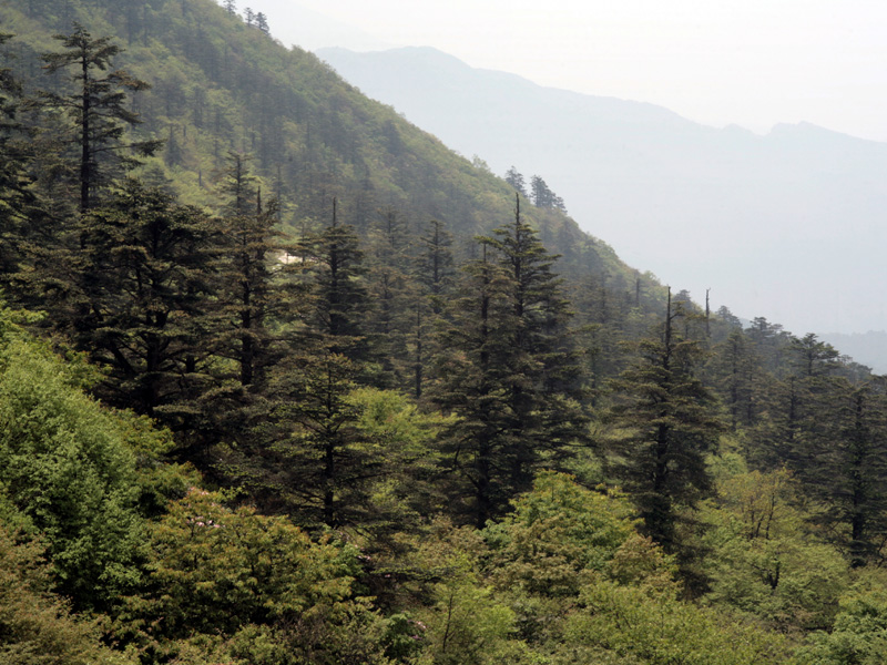 Expédition botanique en Chine (Sichuan), à la recherche de nouvelles variétés - Partie 1