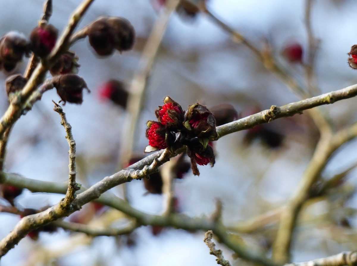 La floraison du Parrotia persica