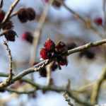 La floraison du Parrotia persica