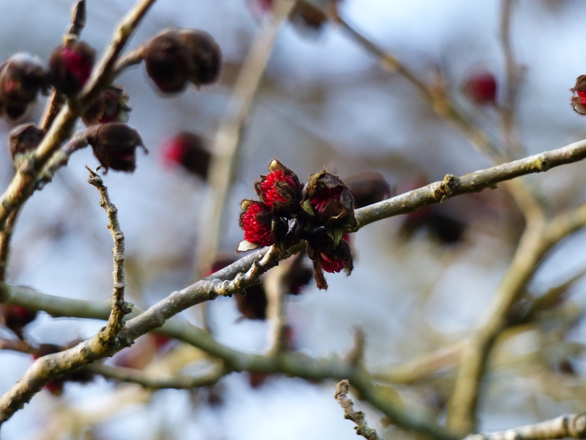 La floraison du Parrotia persica