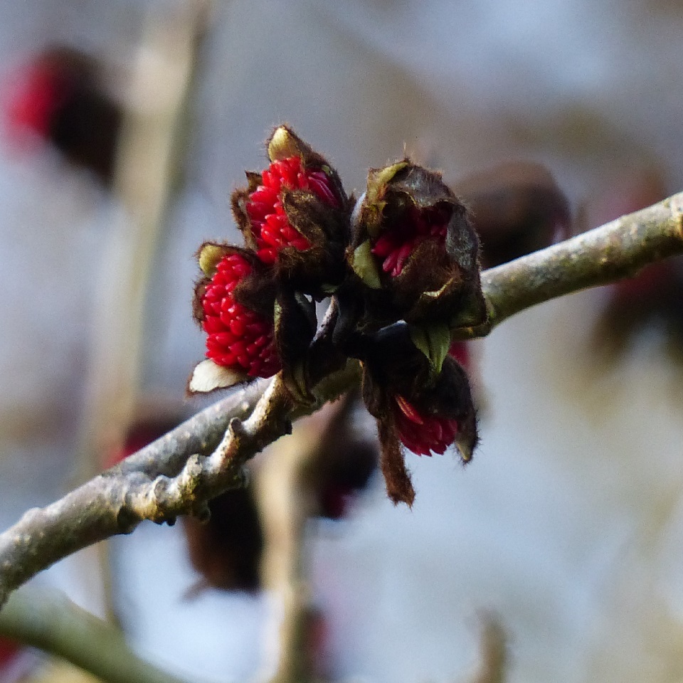 Floraison du Parrotia persica