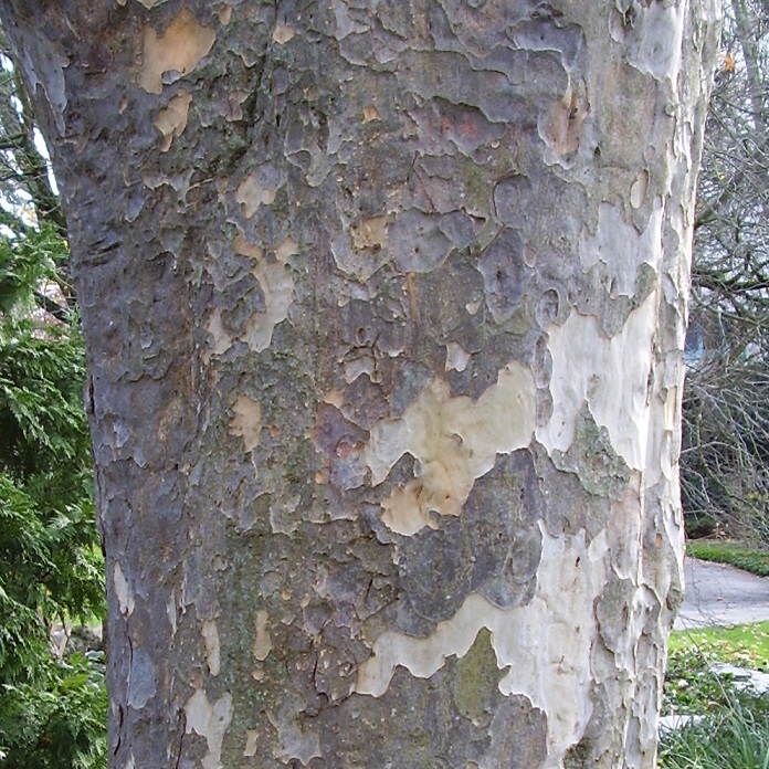 Ecorce du Parrotia persica