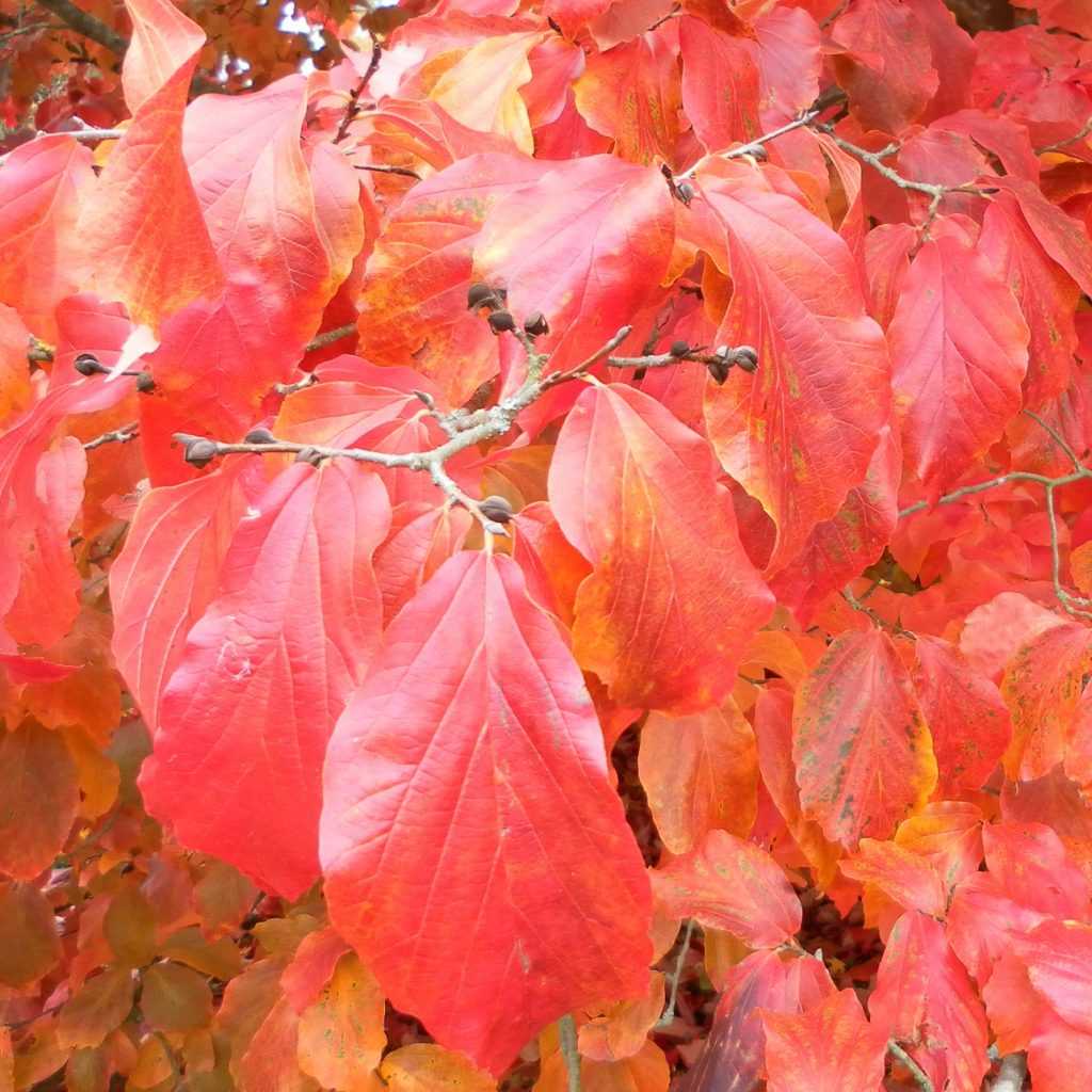 Couleurs d'automne du Parrotia persica