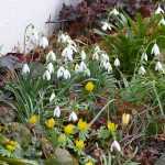 Duo gagnant en jaune et blanc