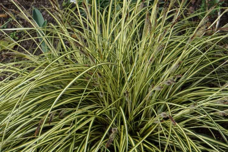 Ici en fleurs, le Carex 'Evergold' est une plante sans entretien qu'il ne faut jamais tailler, il a même beaucoup de mal à s'en remettre !