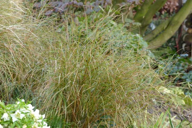 A l'automne, j'ai retiré délicatement à la main les épis fanés de cette touffe d'Anemanthele pour profiter de son feuillage qui change de couleur en hiver