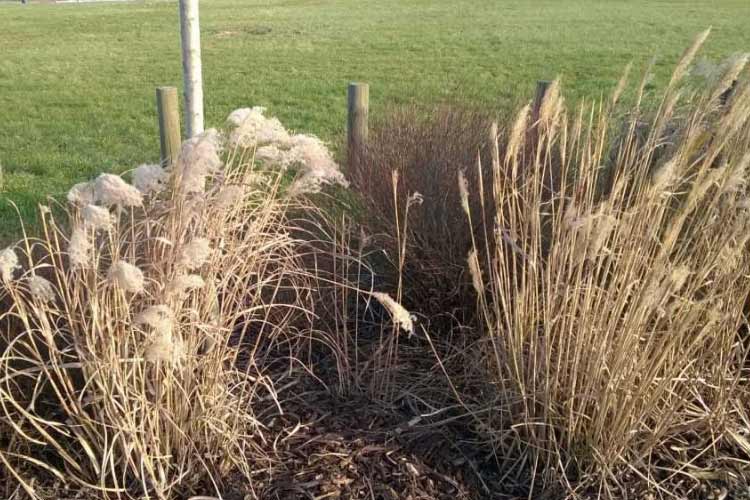 Les épis séchés de ces Miscanthus commencent à se déliter et les nouvelles pousses vont pointer le bout de leur nez : c'est le moment de les tailler !