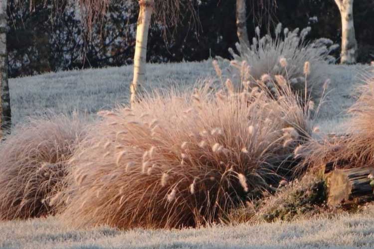 Les Pennisetum alopecuroides sont des graminées caduques qui se rabattent au ras du sol en fin d'hiver, juste avant que la végétation ne redémarre.