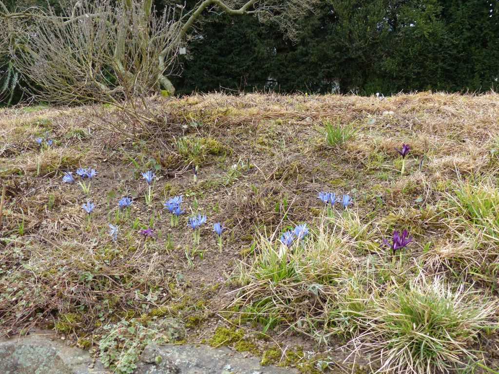 Les fleurs des Iris reticulata 'Edwards' bleus et 'J.S. Dijt' violets sont les premières à égayer ce milieu