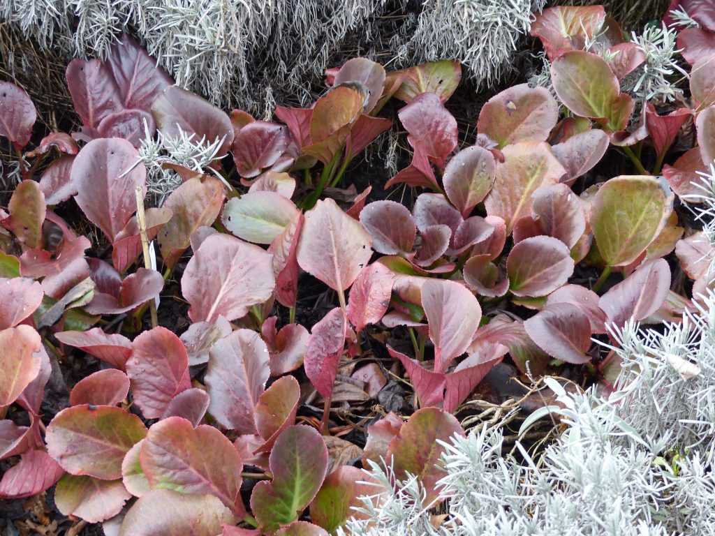 Le feuillage large et brillant du bergénia 'Sunningdale' a pris des teintes rouge-pourpre avec le froid hivernal