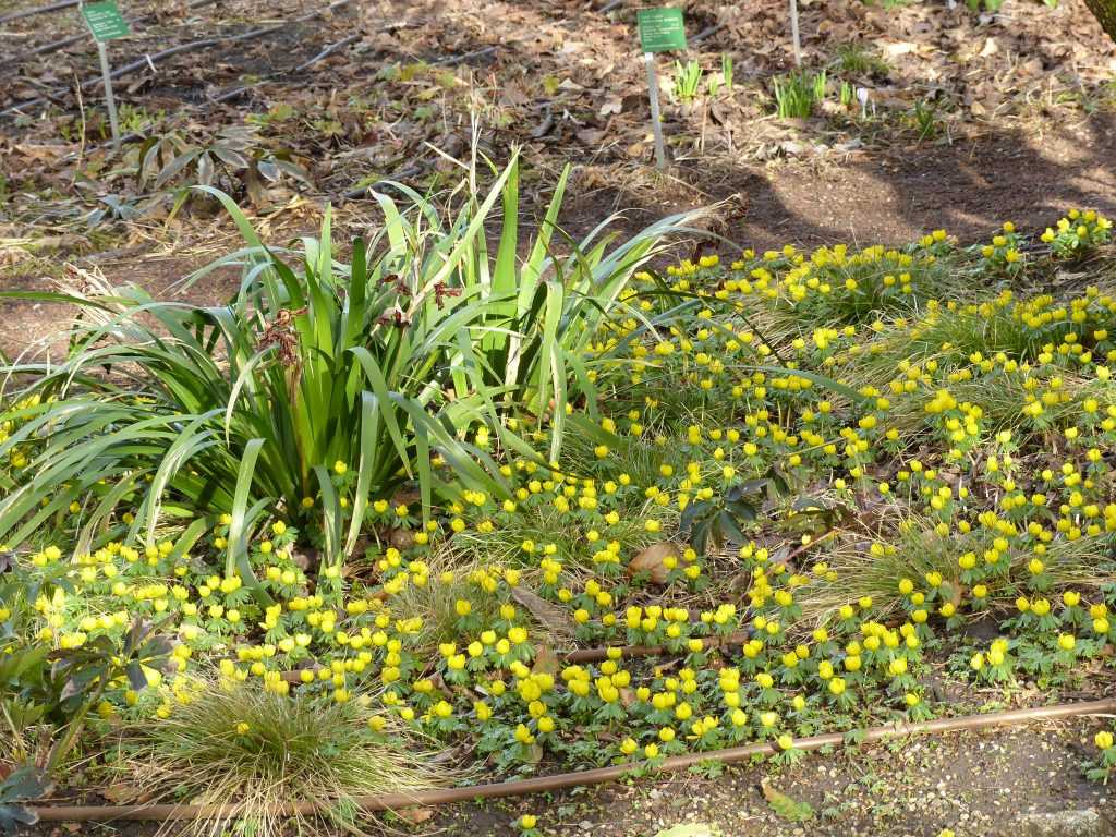 Aconites d'hiver ou helléborines (Eranthis hyemalis) forment un tapis jaune vif dans les sous-bois