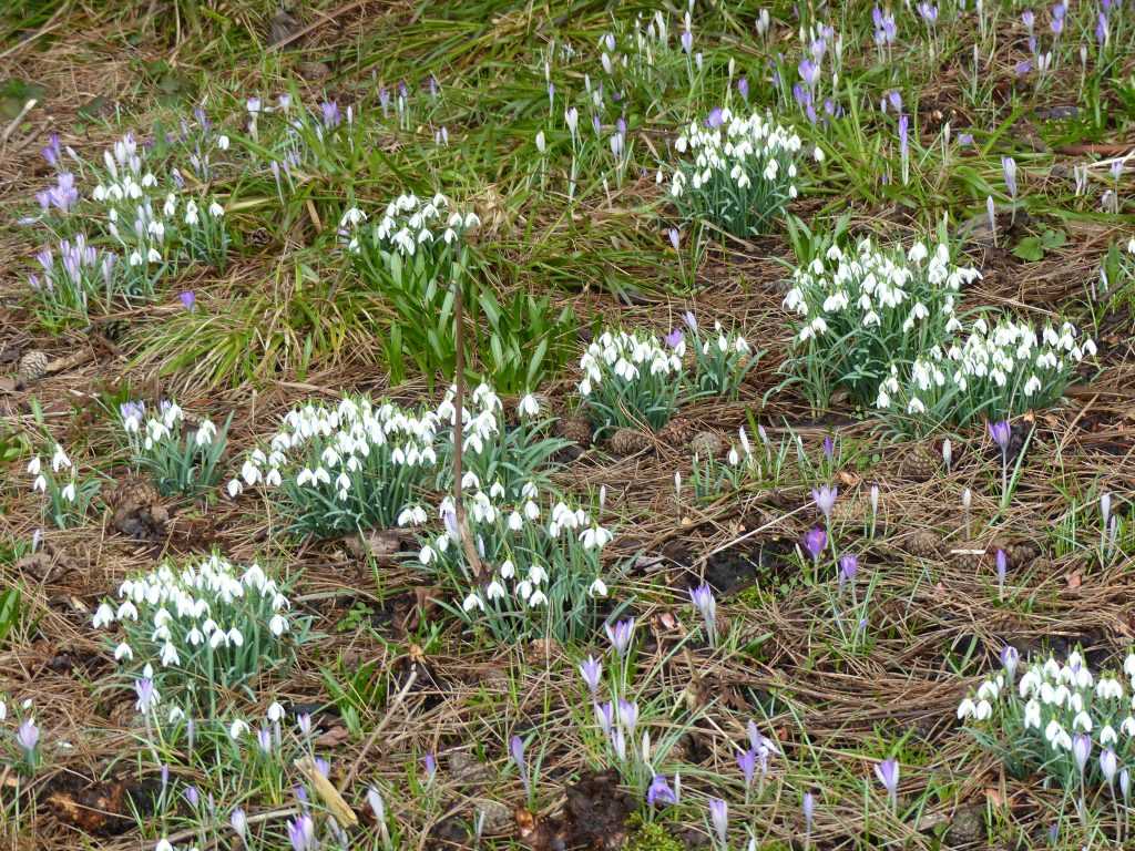 Les perce-neiges (Galanthus nivalis), un classique indémodable !