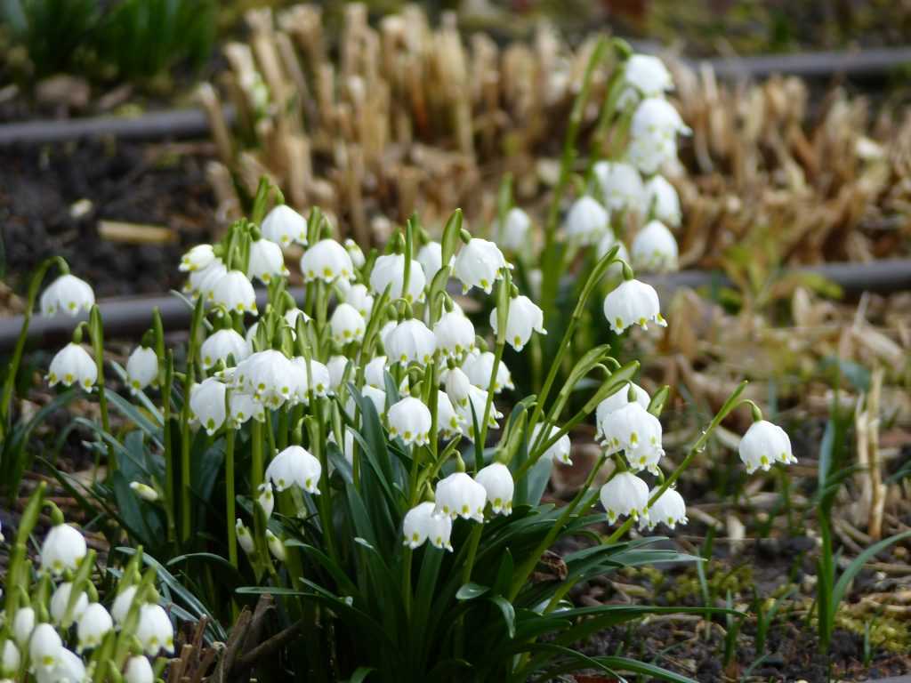 La nivéole de printemps (Leucojum vernum) ressemble beaucoup aux perce-neiges, elle produit des fleurs en clochettes un peu plus arrondies et plus larges.