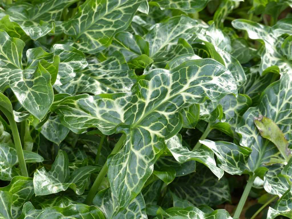 Le feuillage du gouet ou arum d'Italie (Arum italicum 'Marmoratum'), aux nervures blanc crème, disparaîtra complètement cet été pour réapparaître en automne