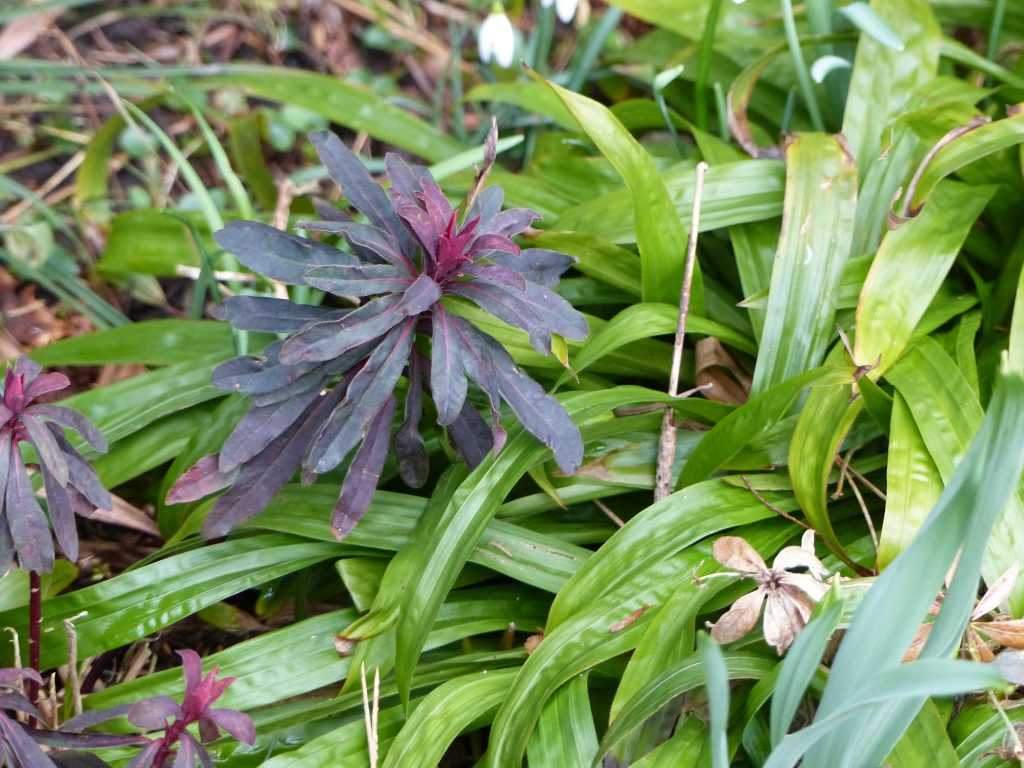 Le feuillage rouge-pourpre de l'Euphorbia amygdaloides 'Purpurea' se détache devant un Carex plantaginea aux larges feuilles persistantes.