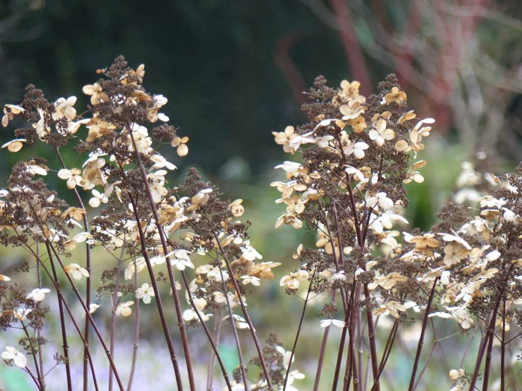 Les panicules sèches de cet Hydrangea 'Early Sensation' restent longtemps décoratives