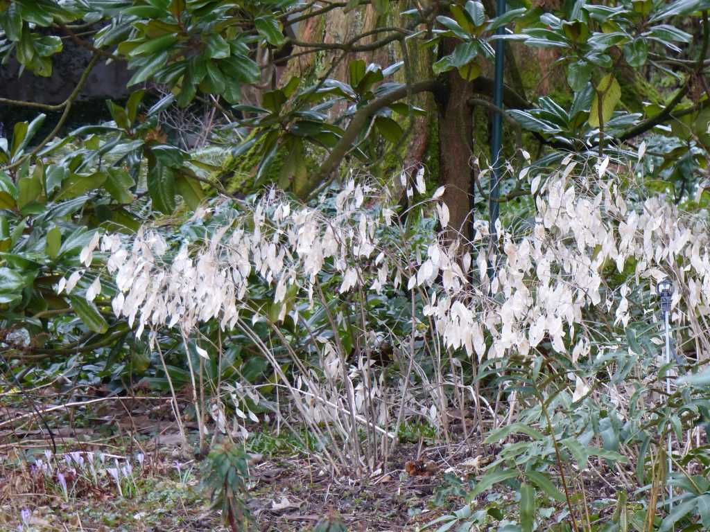 Lunaria rediviva, une vraie vivace dont les fruits en siliques allongées restent belles en hiver.