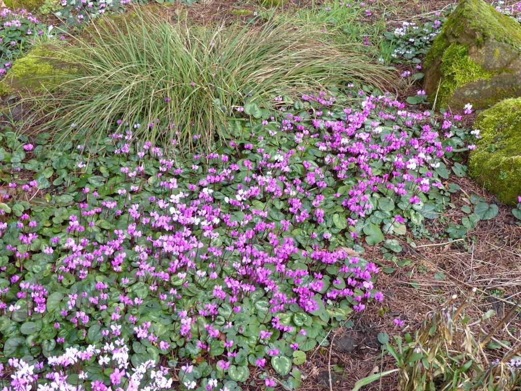 Un beau tapis de Cyclamen coum qui se sont ressemés spontanément les uns dans les autres