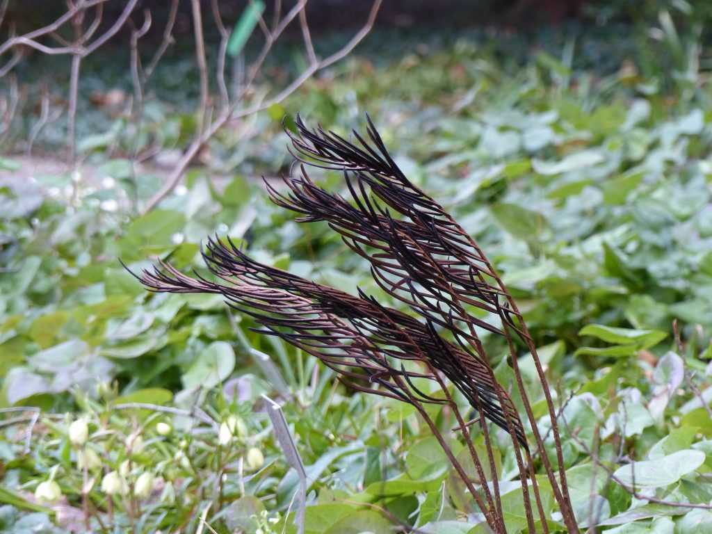 Les restes des frondes fertiles de la fougère Matteucia orientalis font penser à des plumes de Paon