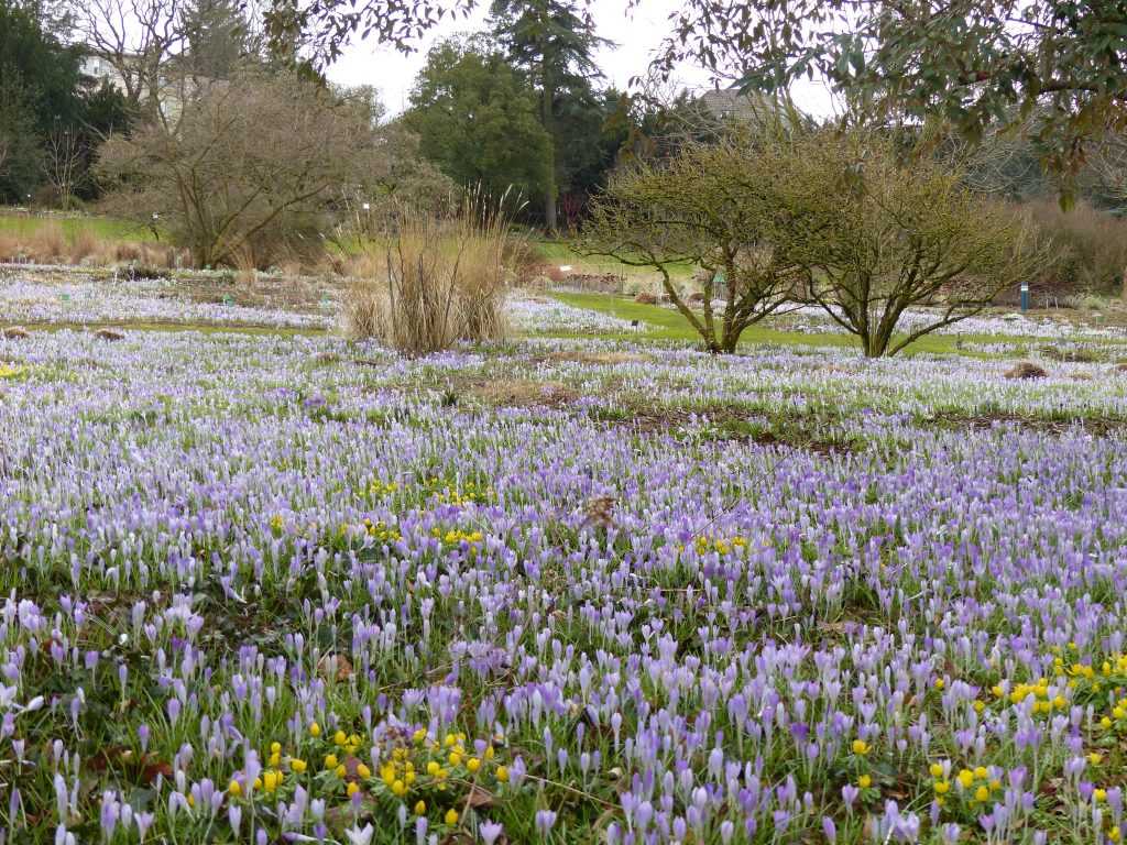 Crocus tommasinianus et Eranthis hyemalis forment un tapis continu sur les massifs dédiés aux vivaces hautes d'Asie et d'Amérique du Nord