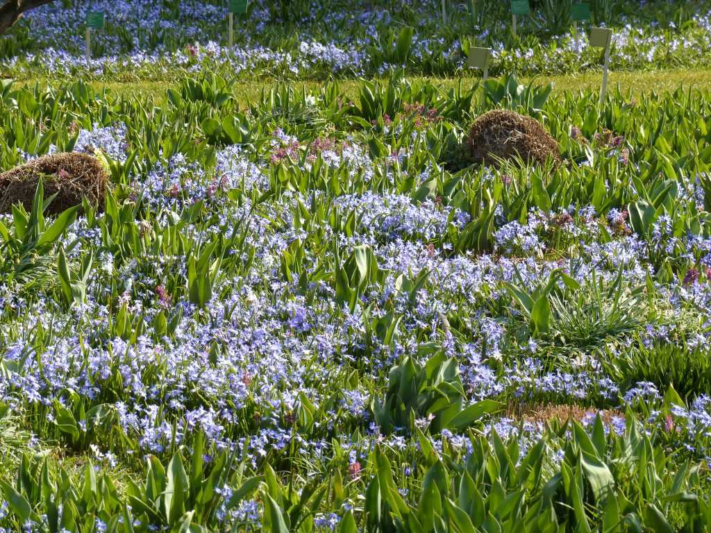 Tapis bleu de Chionodoxa luciliae ou gloire-des-neiges