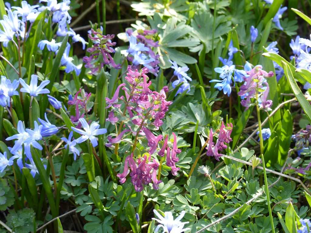 Corydalis solida