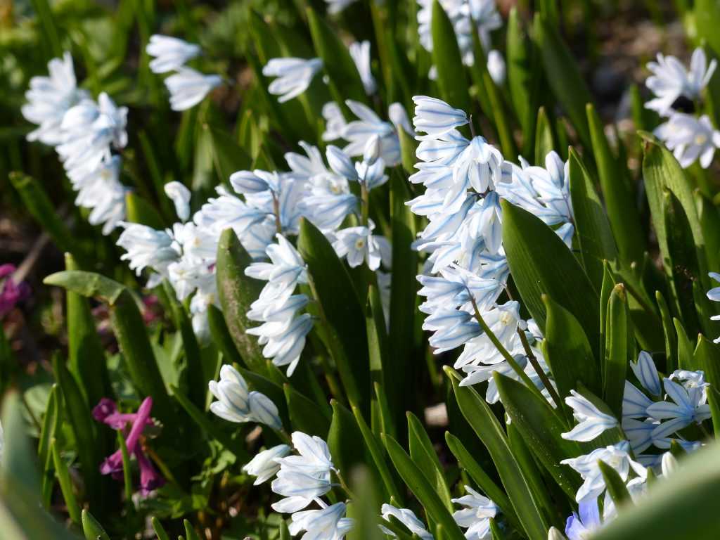 Scilla mischtschenkoana, ses fleurs évoquent la porcelaine de Delft