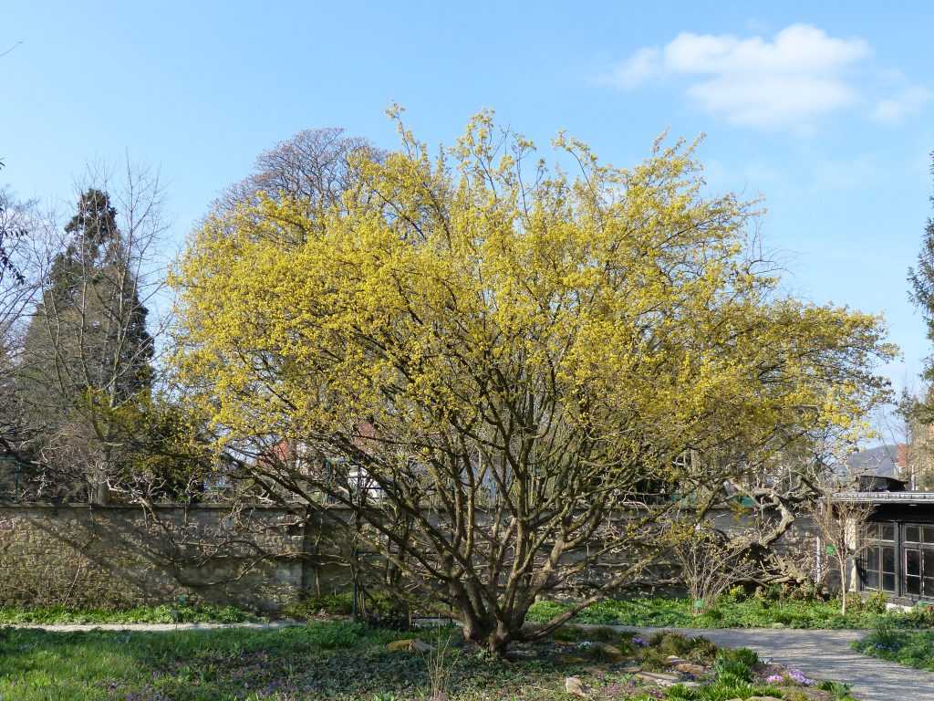 Un beau sujet de Cornus mas en pleine floraison