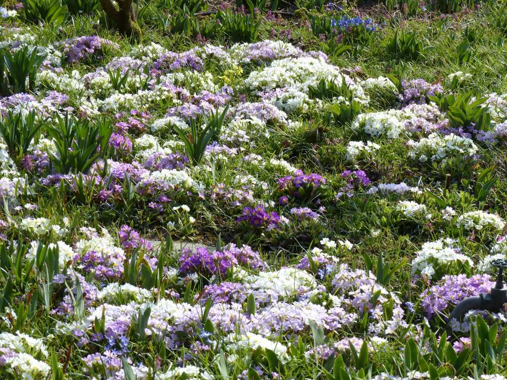 Primevères des jardins