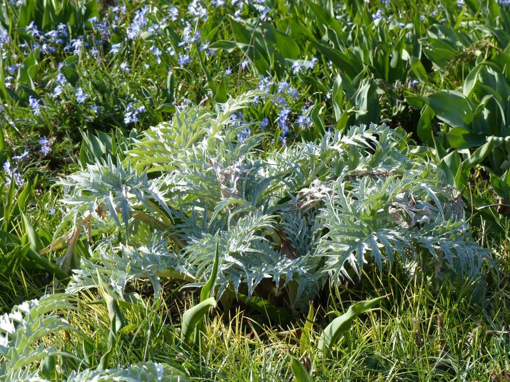 Le feuillage blanc argenté du cardon (Cynara cardunculus) est décoratif dès la fin de l'hiver