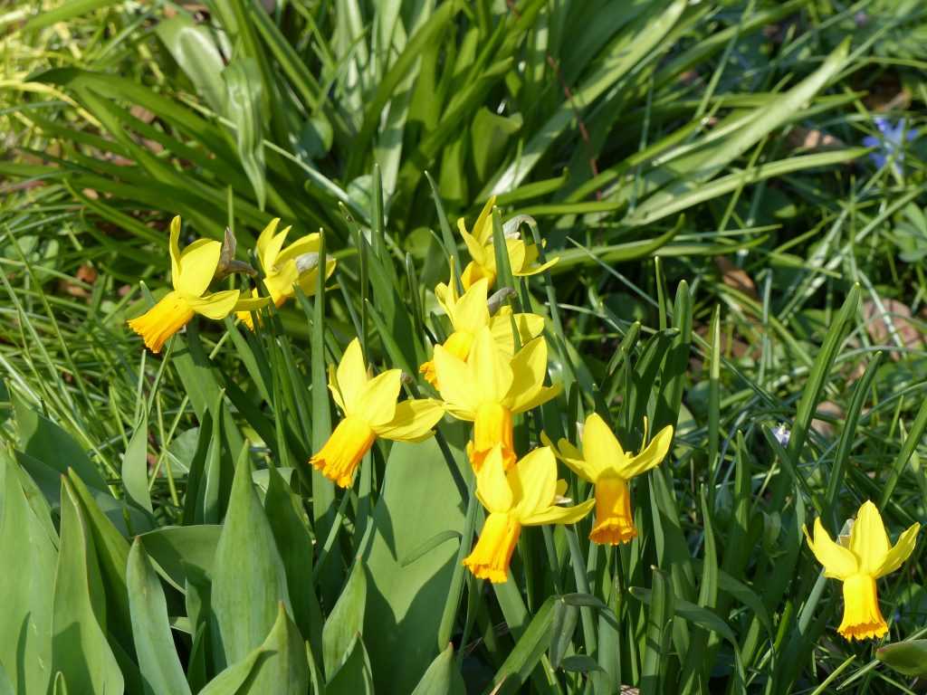 Narcisse 'Jetfire', du groupe cyclamineus reconnaissable à sa couronne tournée vers l'arrière