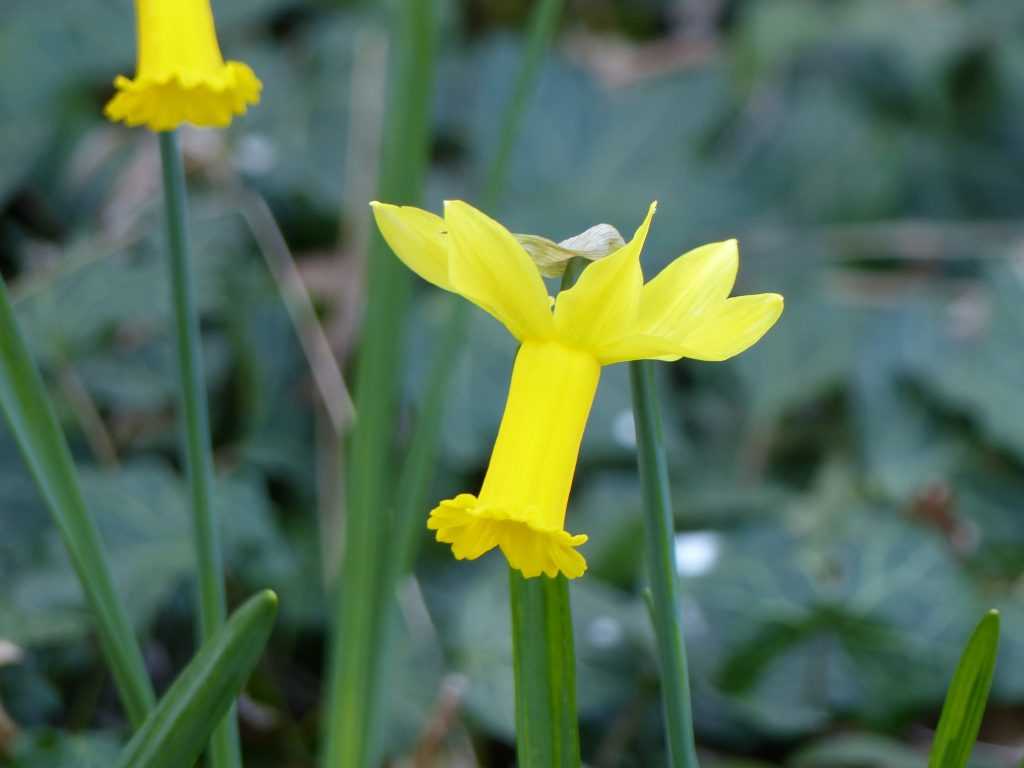Narcisse 'Peeping Tom', un autre hybride de Narcissus cyclamineus aux dimensions un peu plus grandes