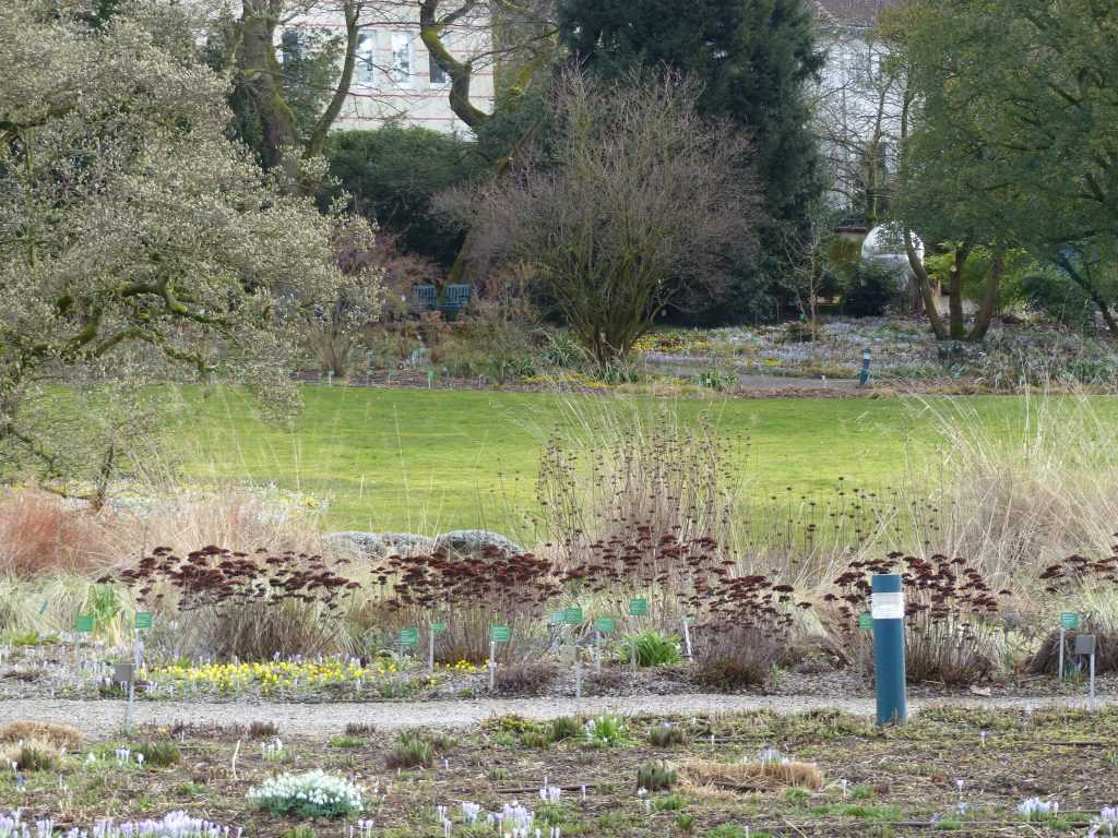 Les tiges sèches des sédums 'Herbstfreude', Phlomis maximowiczii et des graminées forment un tableau qui reste attractif tout l'hiver