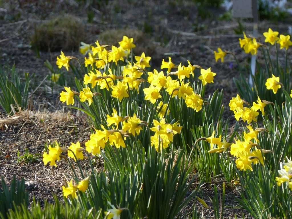Narcissus obvallaris, un narcisse sauvage aux fleurs d'un jaune doré intense