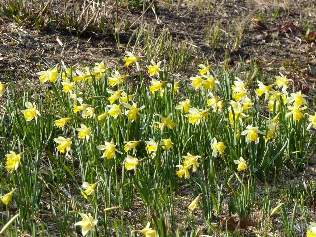 Narcissus pseudonarcissus, l'authentique jonquille sauvage des sous-bois et prairies