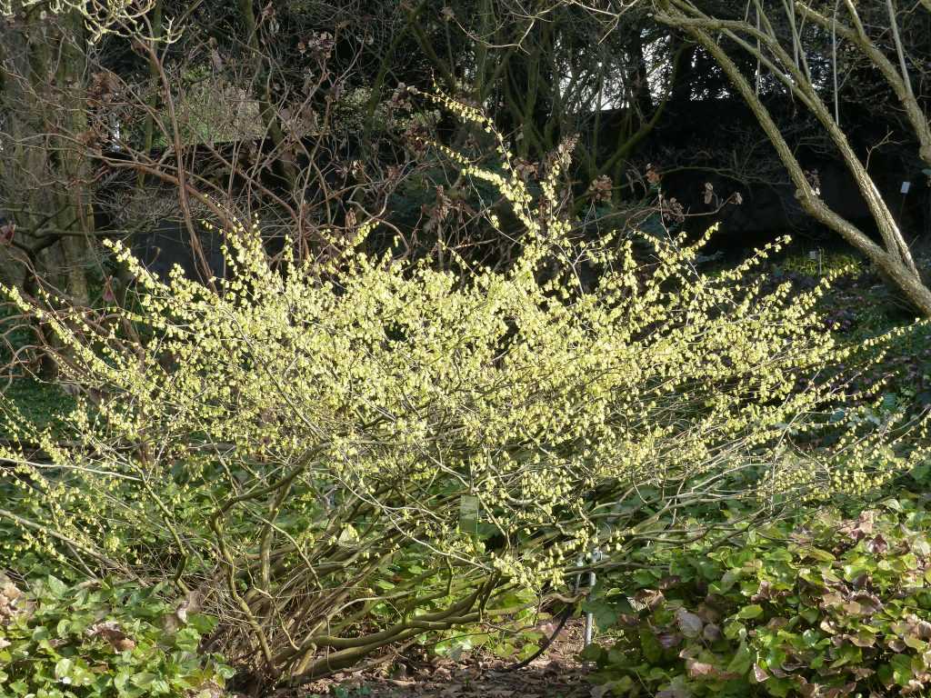 Corylopsis pauciflora au port bien plus large que haut ici à pleine maturité