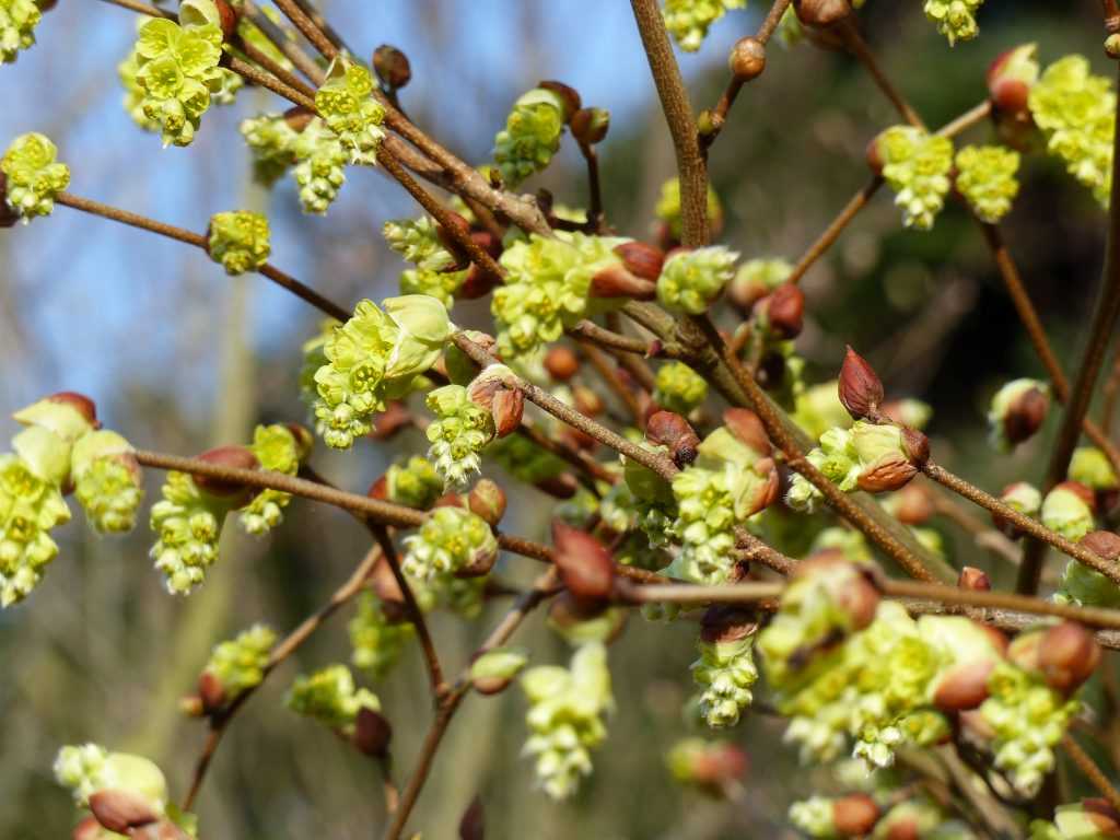 Floraison lumineuse du Corylopsis himalayana