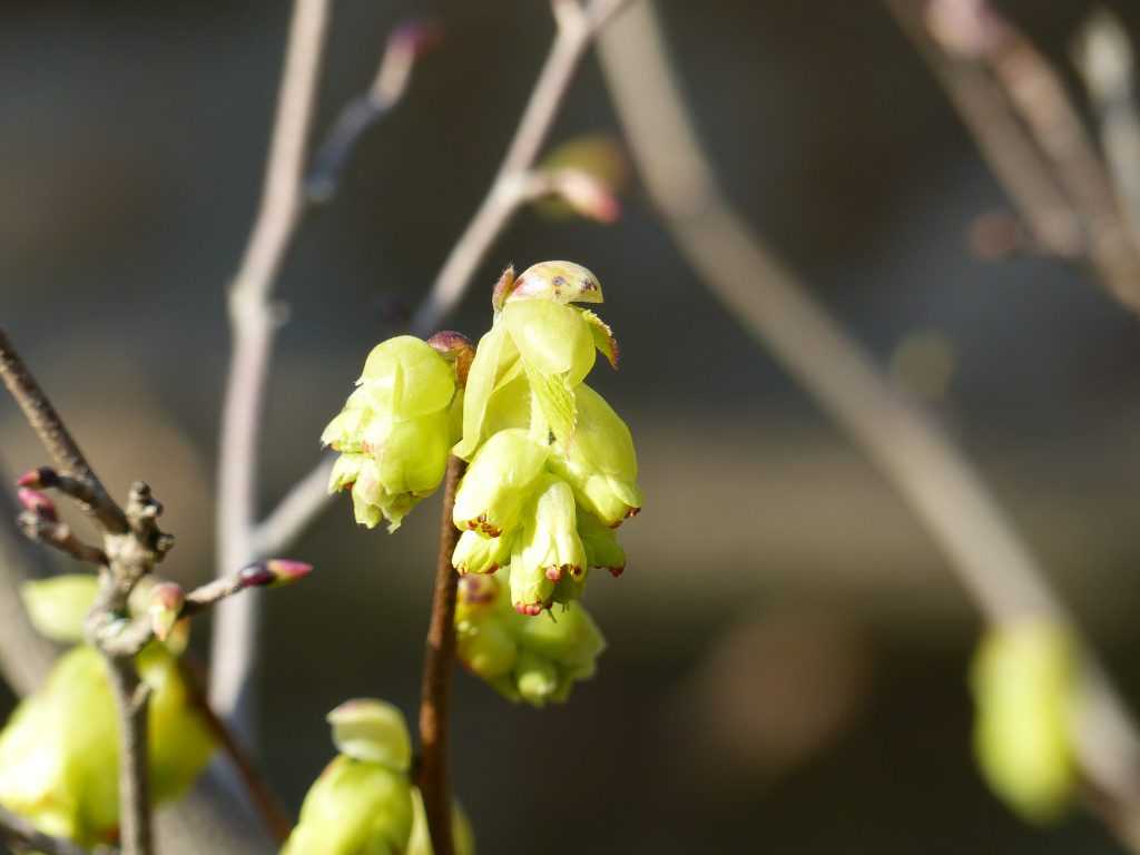 Le Corylopsis spicata est reconnaissable grâce à ses étamines rouges