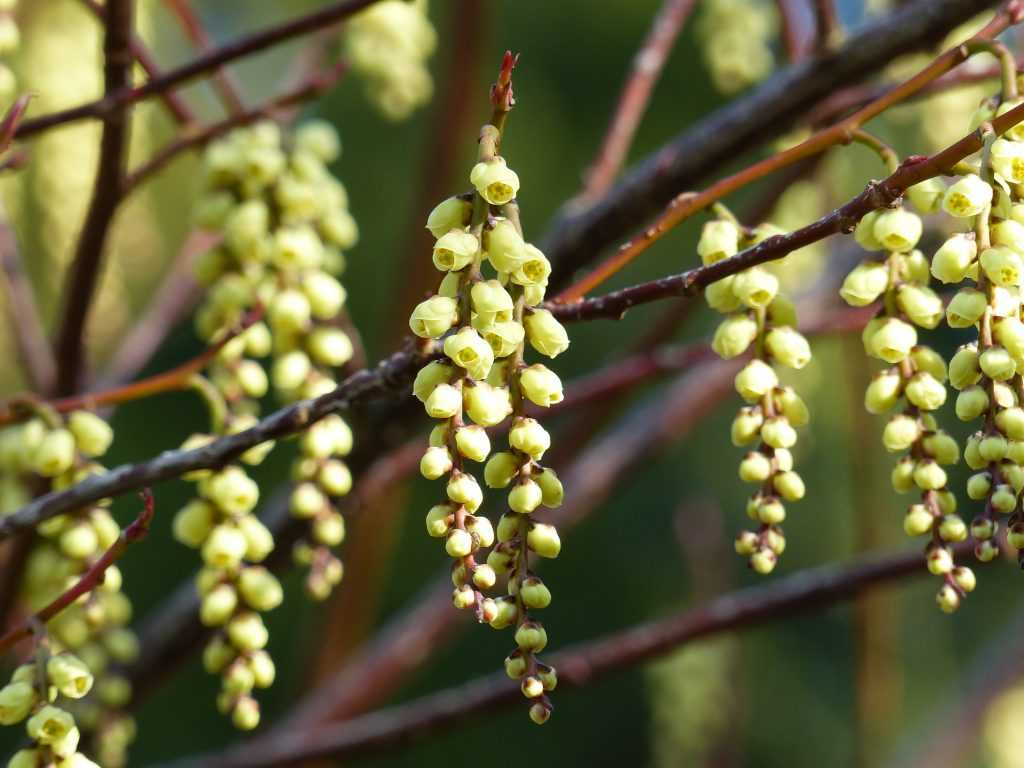 Inflorescences du Stachyurus praecox