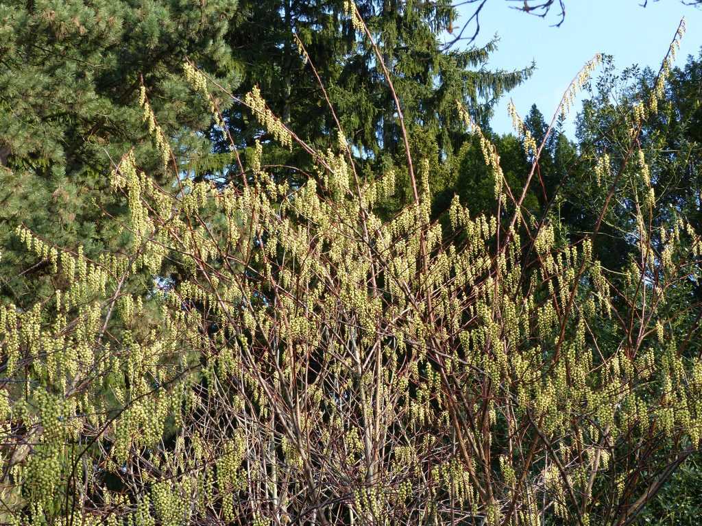 Stachyurus praecox en lisière de sous-bois