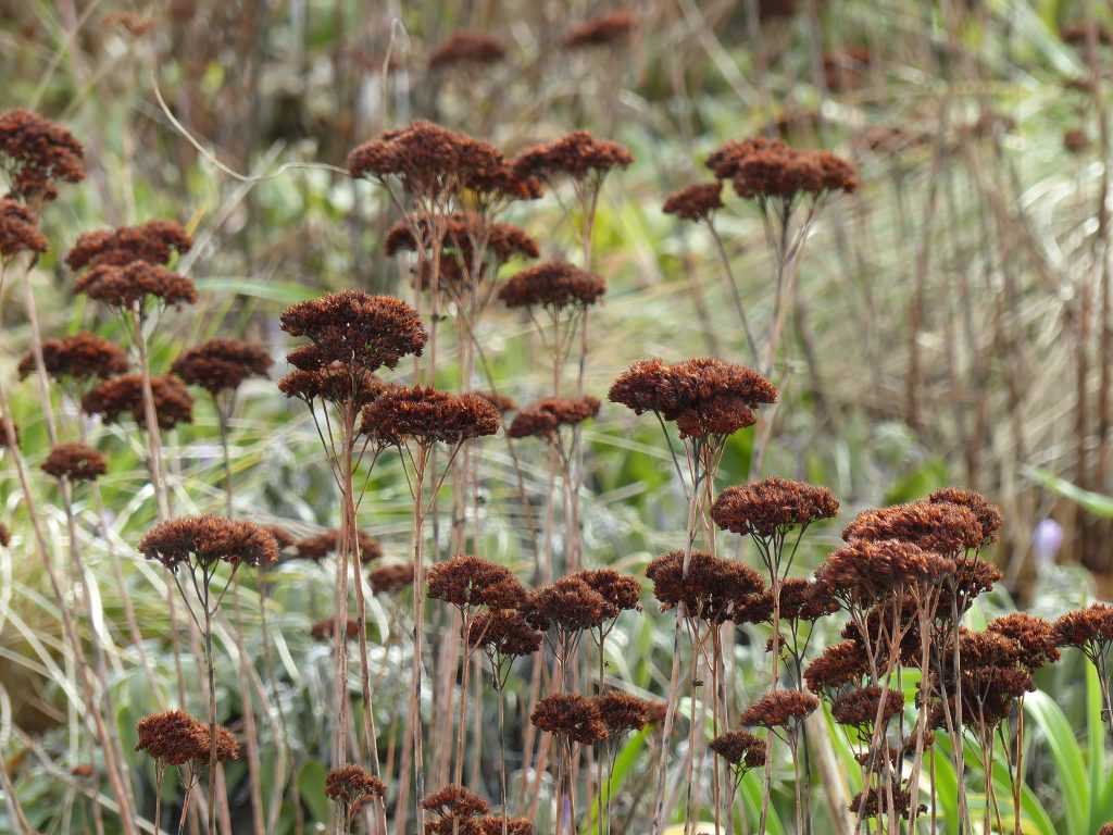 Détail sur les inflorescences sèches du Sedum 'Herbstfreude', révélées par un rayon de soleil