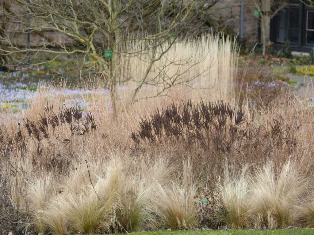 Dans la "prairie sèche nord-américaine", les touffes sombres correspondent à l'Amorpha canescens, une légumineuse peu connue et très résistante à la sécheresse. Elles contrastent avec les graminées Stipa tenuifolia au premier plan et Calamagrostis x acutiflora 'Karl Foerster' à l'arrière-plan.