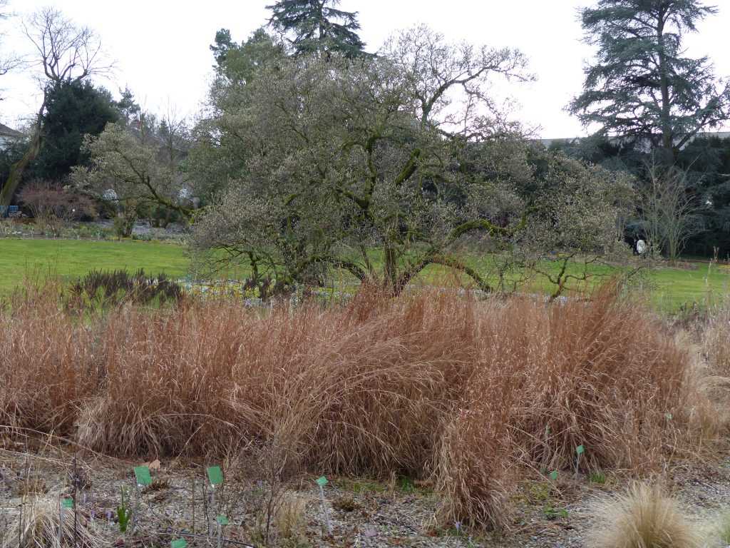 C'est le feuillage du Schizachyrium scoparium, une graminée d'Amérique du Nord, qui nous apporte ces nuances chaudes entre fauve et cuivre. Les boutons argentés des magnolias sur la pelouse leur opposent un contraste subtil.