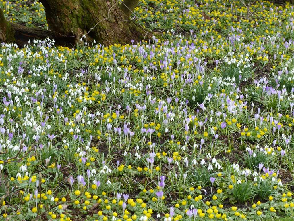 Au pied des magnolias, 3 petits bulbes précoces idéaux à l'ombre des arbres : Crocus tommasinianus, aconite d'hiver ou helléborine (Eranthis hyemalis), perce-neige (Galanthus nivalis)